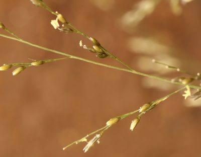 Sporobolus fimbriatus, photographed by Wynand Uys