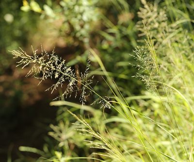 Sporobolus fimbriatus, photographed by Wynand Uys