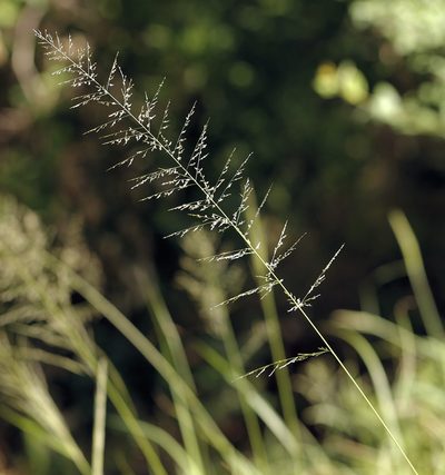 Sporobolus fimbriatus, photographed by Wynand Uys