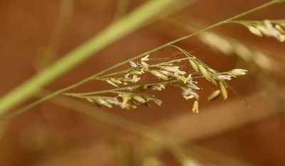 Sporobolus fimbriatus, photographed by Wynand Uys