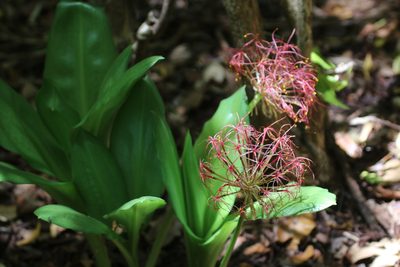 Scadoxus multiflorus, photographed by Stephanie Dolrenry