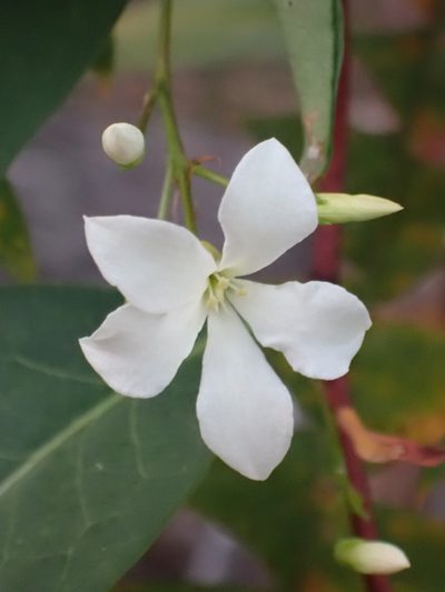 Billardiera floribunda, photographed by Mark Cliff