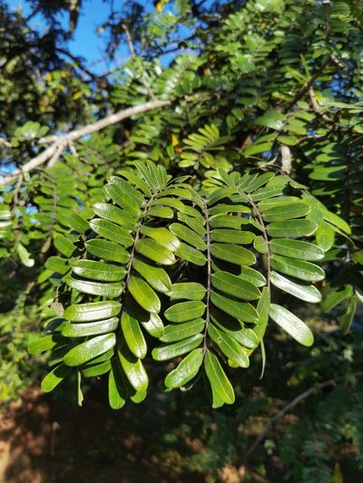 Cassia grandis, photographed by Eduardo Chacón Madrigal