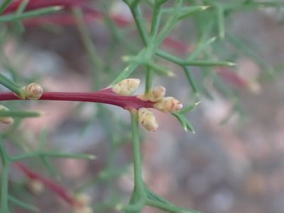 Hakea lissocarpha, photographed by Mark Cliff