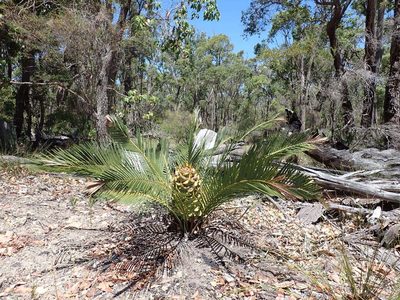 Macrozamia riedlei, photographed by Mark Cliff