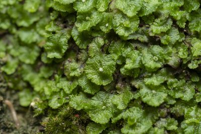Clevea spathysii, photographed by Eleftherios Katsillis