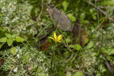 Gagea peduncularis, photographed by Eleftherios Katsillis