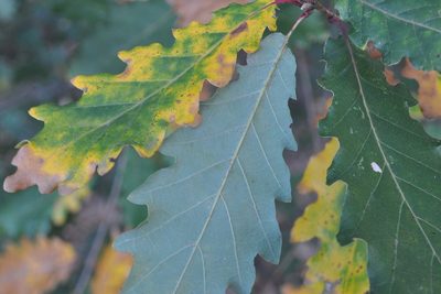 Quercus canariensis, photographed by Josep Gesti