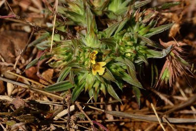 Lepidagathis lutea, photographed by S.MORE