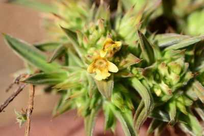 Lepidagathis lutea, photographed by S.MORE