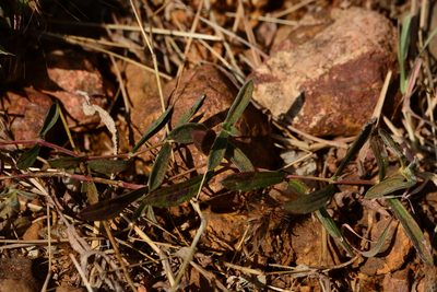 Lepidagathis lutea, photographed by S.MORE