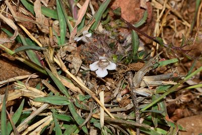 Lepidagathis mitis, photographed by S.MORE