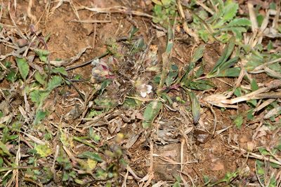 Lepidagathis mitis, photographed by S.MORE