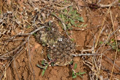 Lepidagathis mitis, photographed by S.MORE