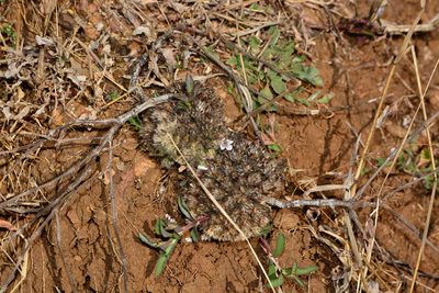 Lepidagathis mitis, photographed by S.MORE