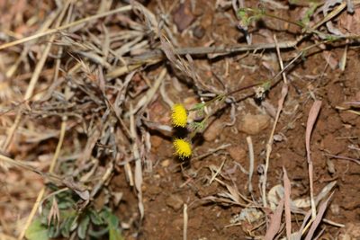 Blumea oxyodonta, photographed by S.MORE