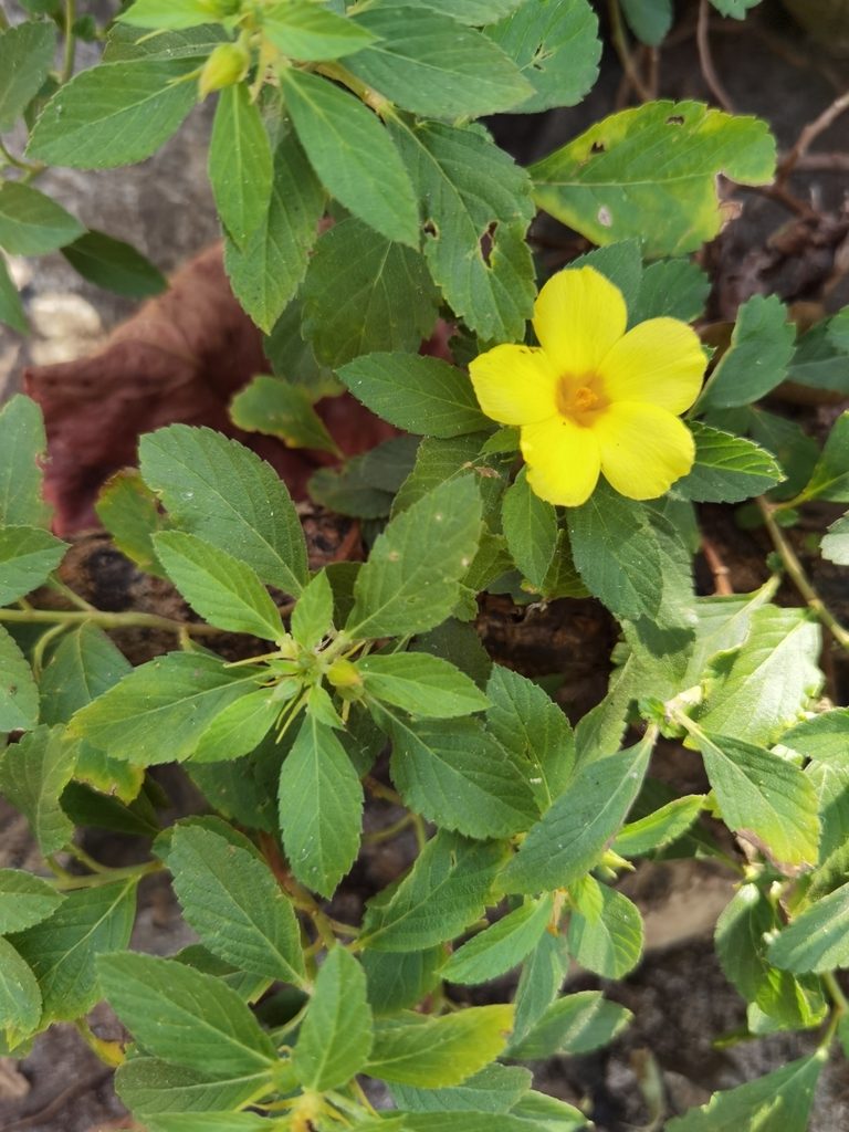 Turnera scabra, photographed by Eduardo Chacón Madrigal