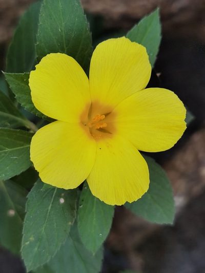 Turnera scabra, photographed by Eduardo Chacón Madrigal