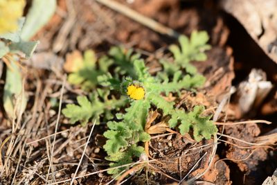 Grangea maderaspatana, photographed by S.MORE
