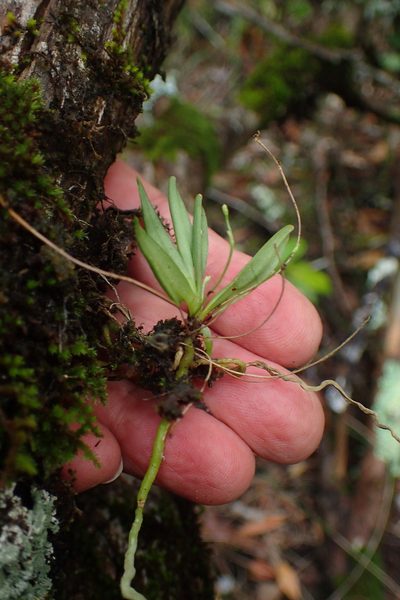 Angraecum sacciferum, photographed by Nicola van Berkel