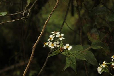 Alloispermum caracasanum, photographed by Andrés Ramírez-Barrera
