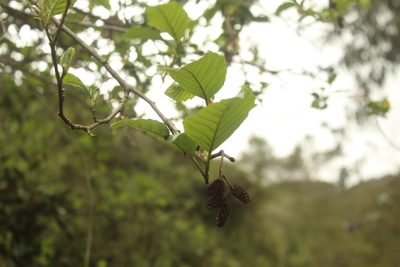 Alnus acuminata, photographed by Andrés Ramírez-Barrera