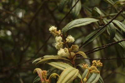 Miconia cataractae, photographed by Andrés Ramírez-Barrera
