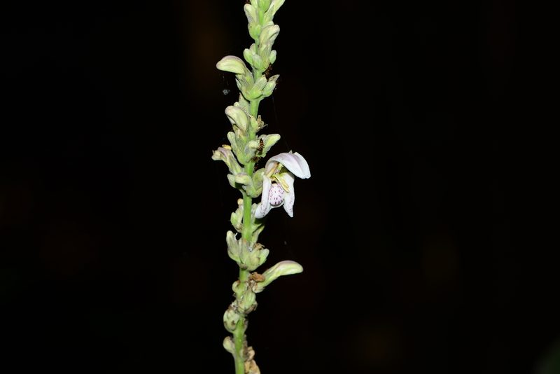 Justicia santapaui, photographed by S.MORE