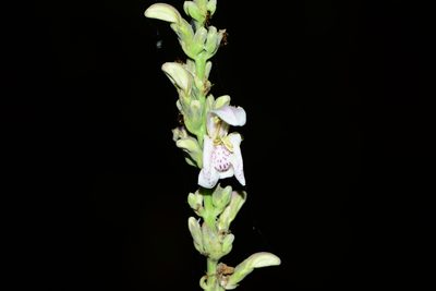 Justicia santapaui, photographed by S.MORE
