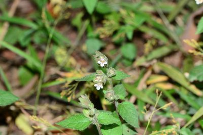 Lepidagathis fasciculata, photographed by S.MORE
