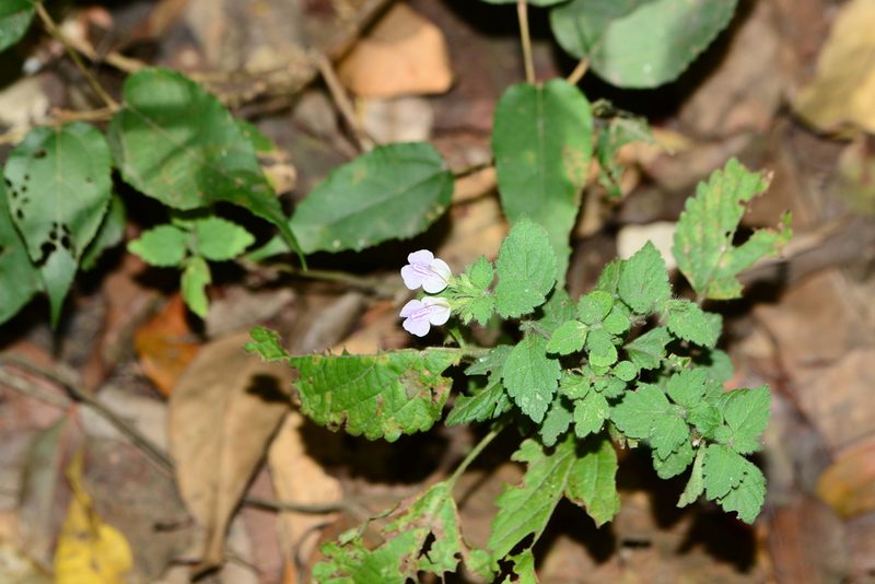 Anisomeles heyneana, photographed by S.MORE
