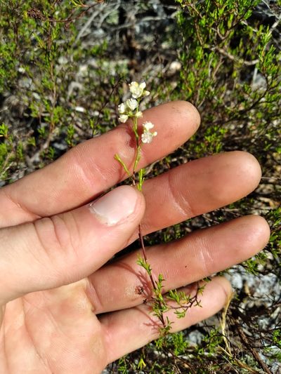 Polygonella myriophylla, photographed by Scott Ward