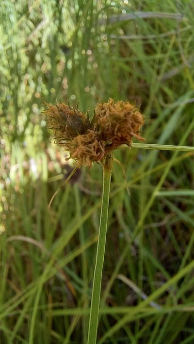 Fuirena coerulescens, photographed by kevin koen