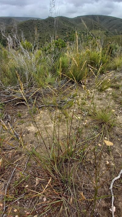 Triraphis andropogonoides, photographed by kevin koen