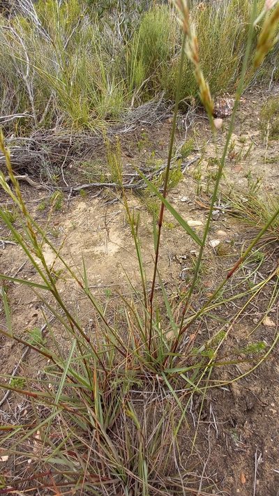 Triraphis andropogonoides, photographed by kevin koen