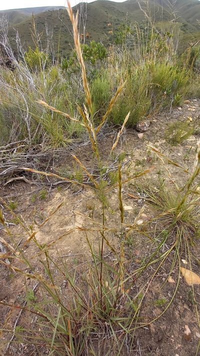 Triraphis andropogonoides, photographed by kevin koen