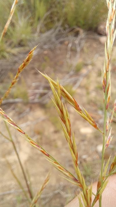 Triraphis andropogonoides, photographed by kevin koen