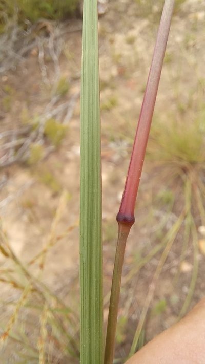 Triraphis andropogonoides, photographed by kevin koen
