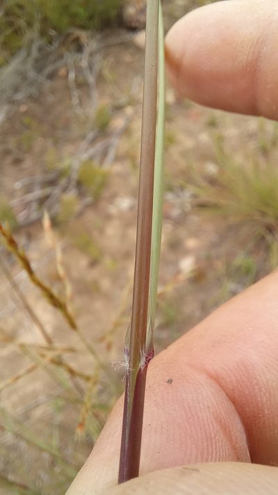 Triraphis andropogonoides, photographed by kevin koen