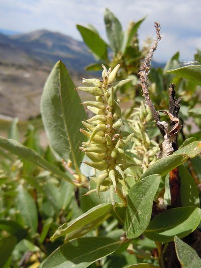 Salix eastwoodiae, photographed by Matt Lavin