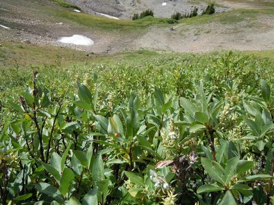 Salix eastwoodiae, photographed by Matt Lavin