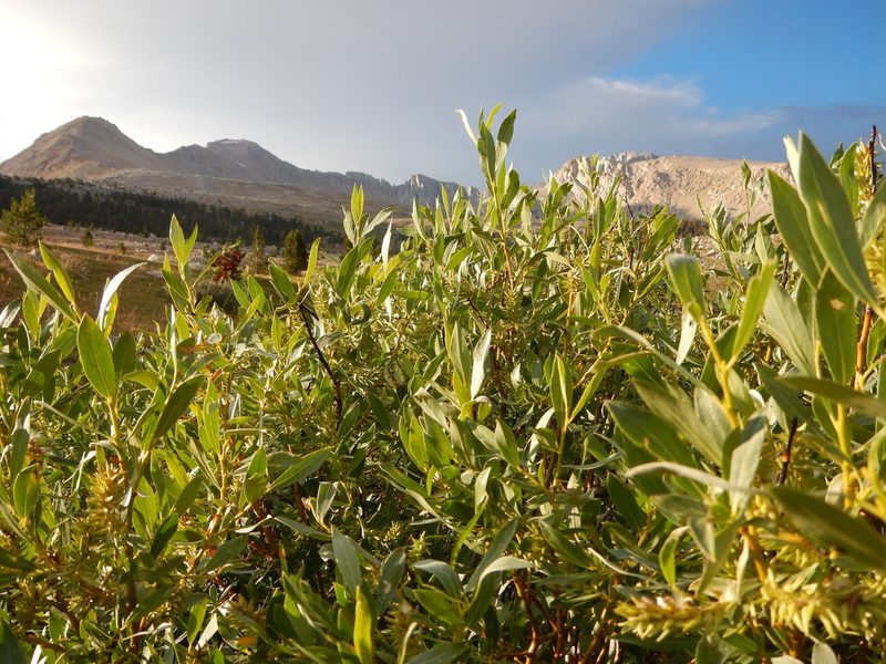 Salix eastwoodiae, photographed by Matt Lavin