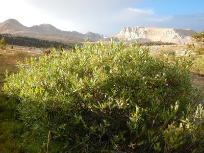 Salix eastwoodiae, photographed by Matt Lavin