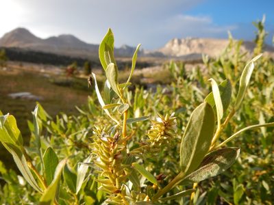 Salix eastwoodiae, photographed by Matt Lavin