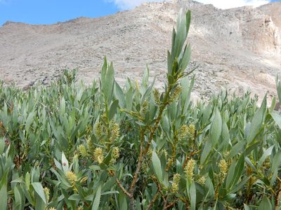 Salix eastwoodiae, photographed by Matt Lavin