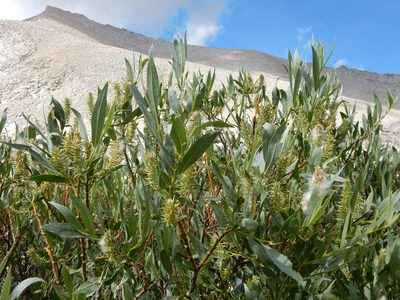 Salix eastwoodiae, photographed by Matt Lavin