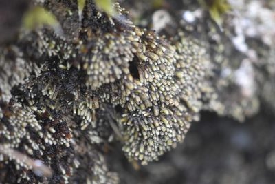 Gymnomitrion obtusum, photographed by Braden J. Judson