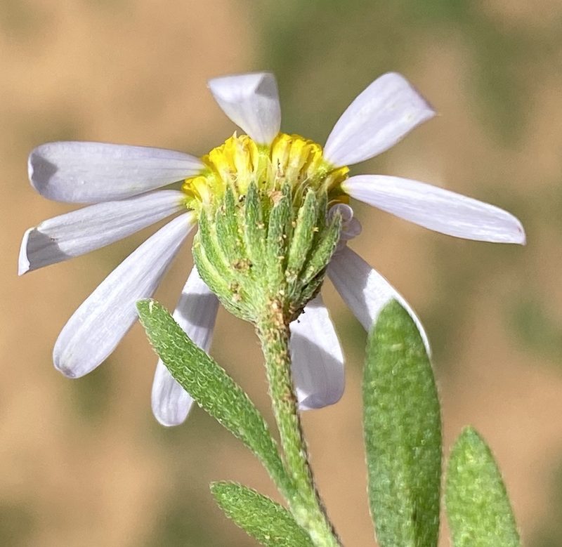Amellus strigosus, photographed by Dave U