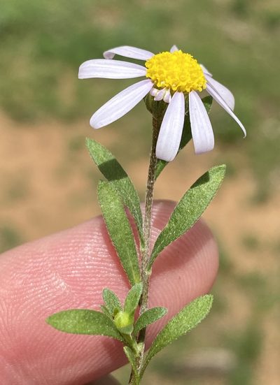 Amellus strigosus, photographed by Dave U