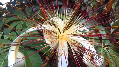 Pachira aquatica, photographed by Sebastián de Jesús Herrera Buenfil